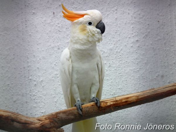 Orangetofsad kakadua